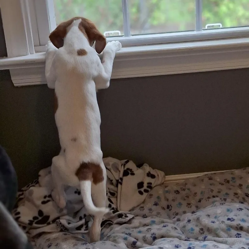 Daisy thumbnail 2