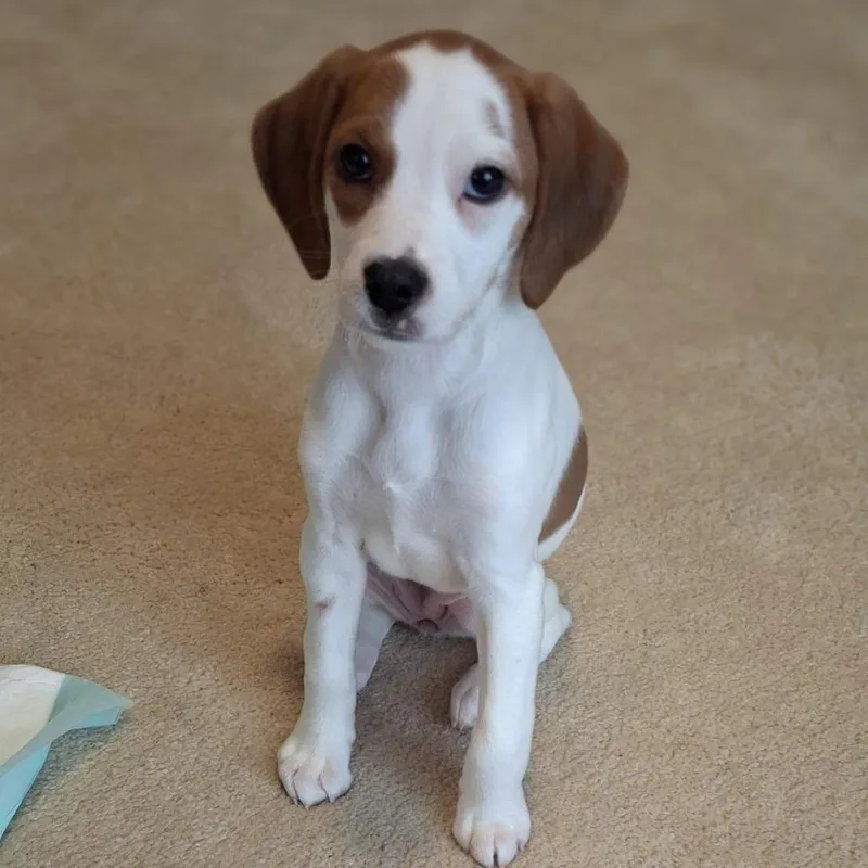 Daisy thumbnail 4