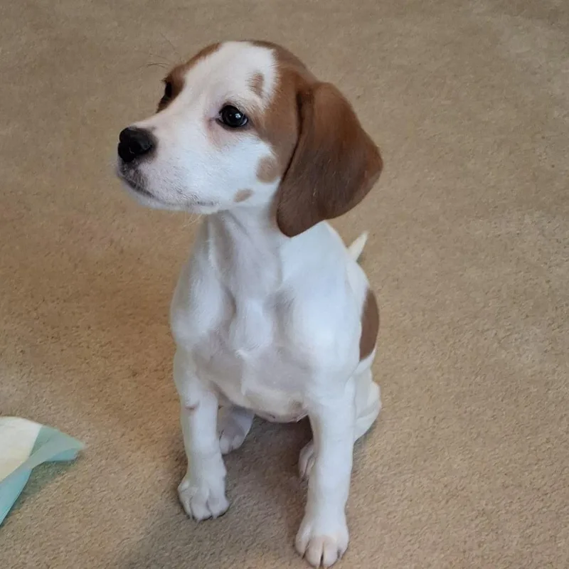Daisy thumbnail 6