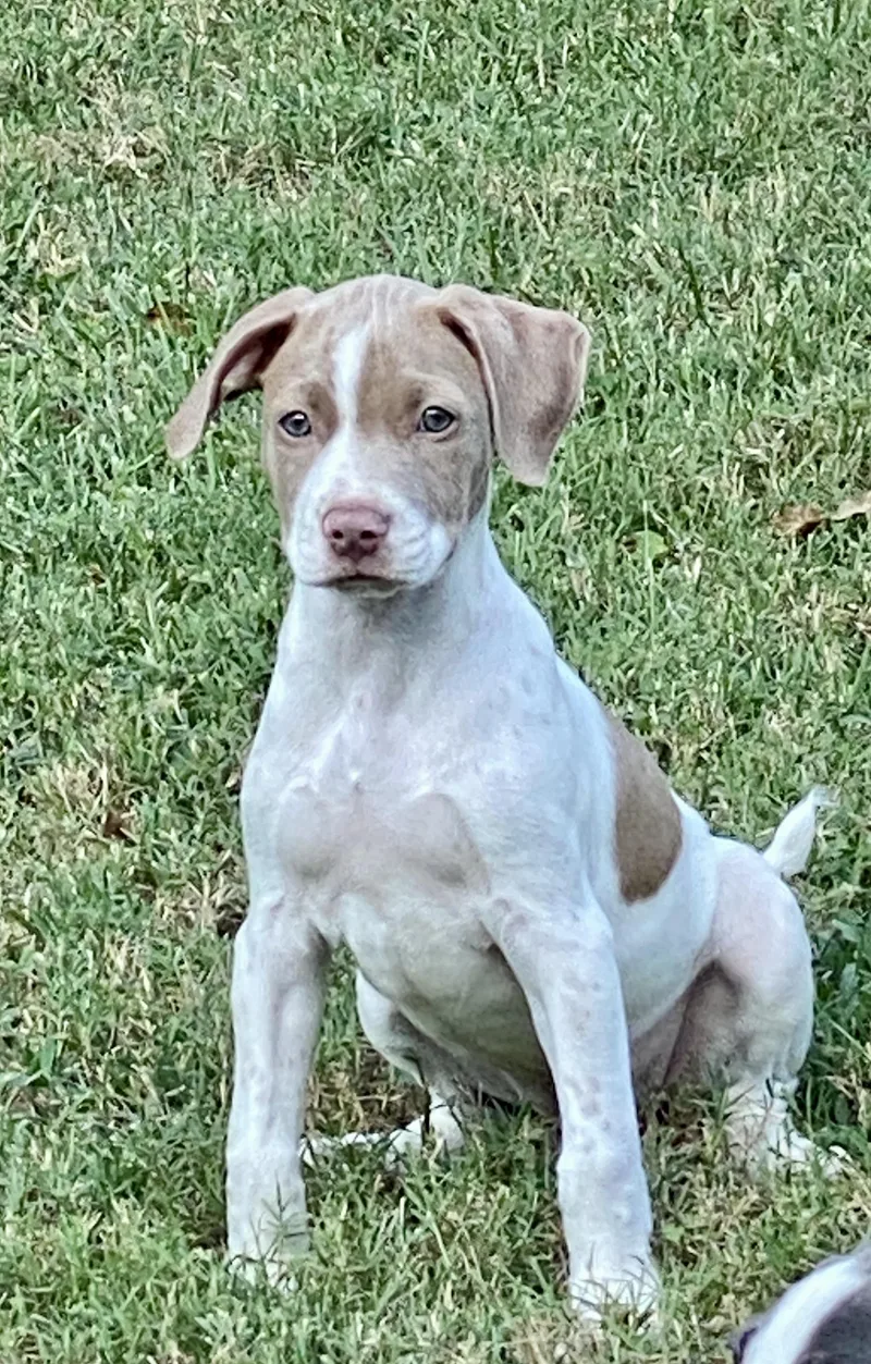 A baby medium-sized female White / Cream English Pointer dog named Dolly for adoption in Glasgow, KY