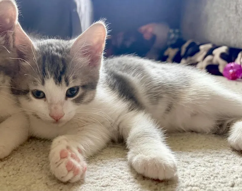 A baby small-sized male Gray & White Domestic Short Hair cat named Peter for adoption in Telford, PA