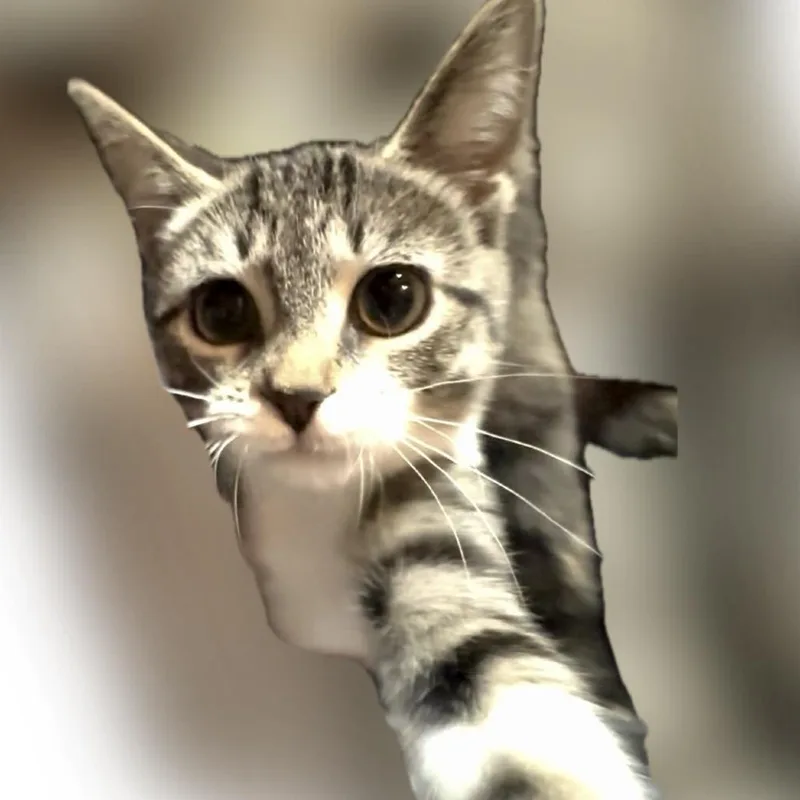 Meowzie
