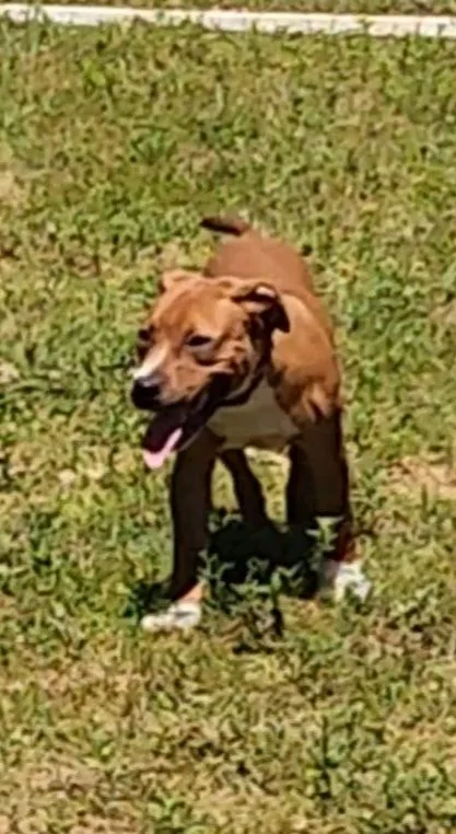 A young medium-sized male Golden American Staffordshire Terrier dog named Mighty Mouse for adoption in St. George, SC