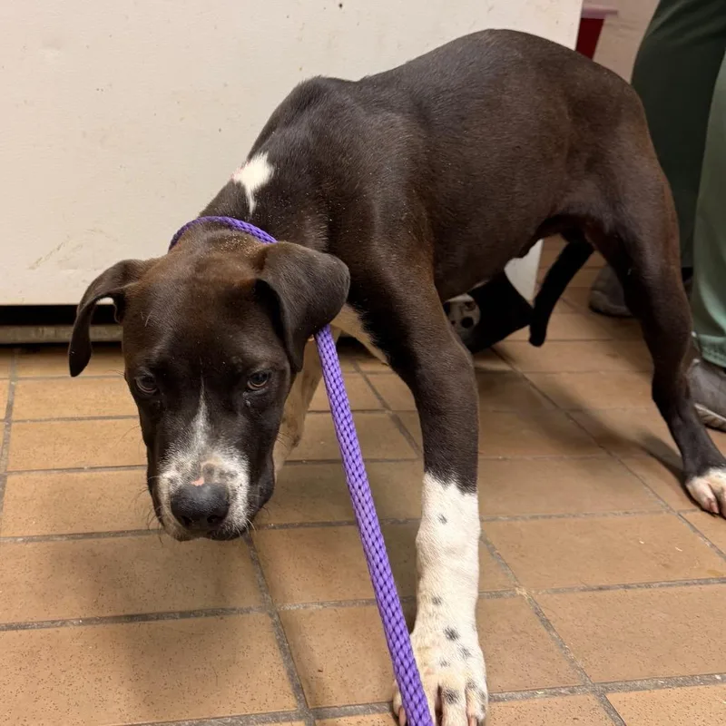 A baby medium-sized male Black Boxer dog named Ethan for adoption in Birmingham, AL