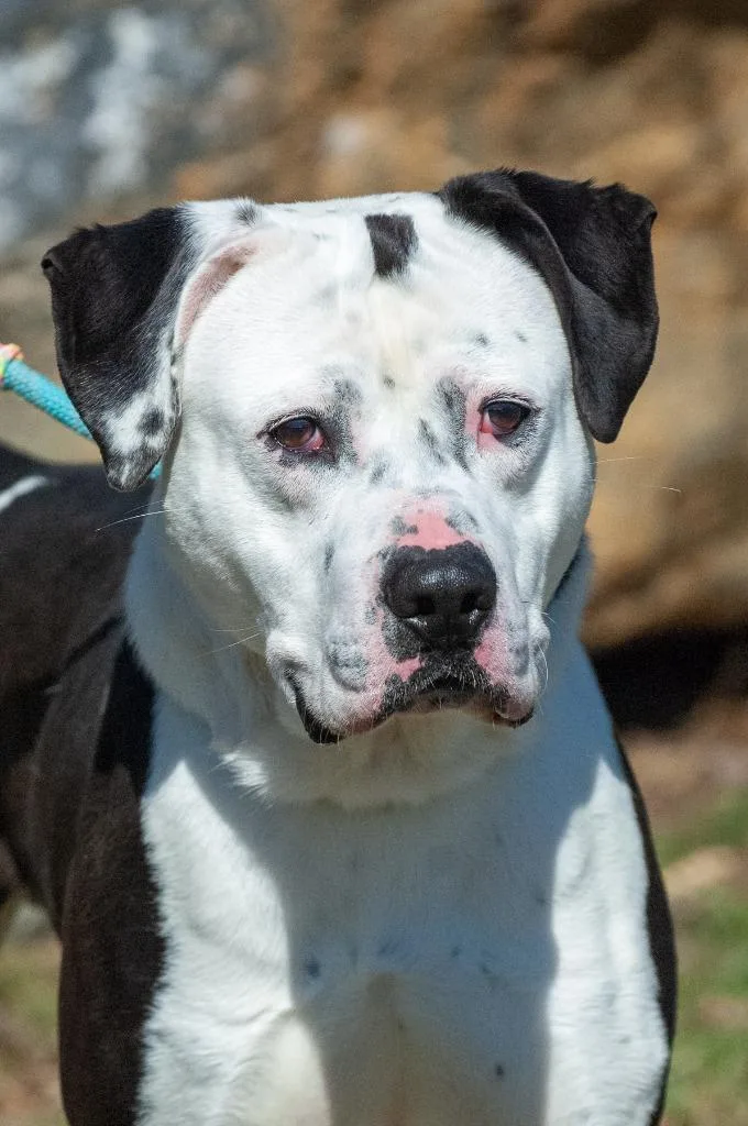 An adult large-sized male American Staffordshire Terrier dog named Oreo for adoption in Johnson City, TN