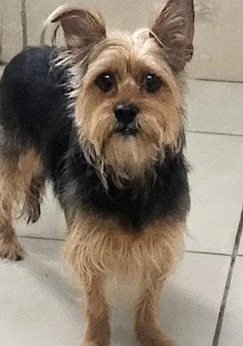 Maxwell