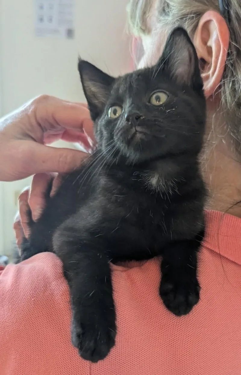 A young medium-sized female Domestic Short Hair cat named Molly Otis for adoption in Floyd, VA