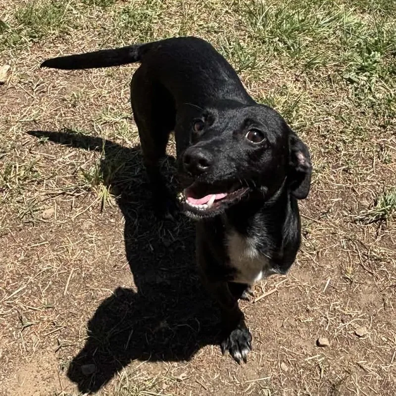 Brutus