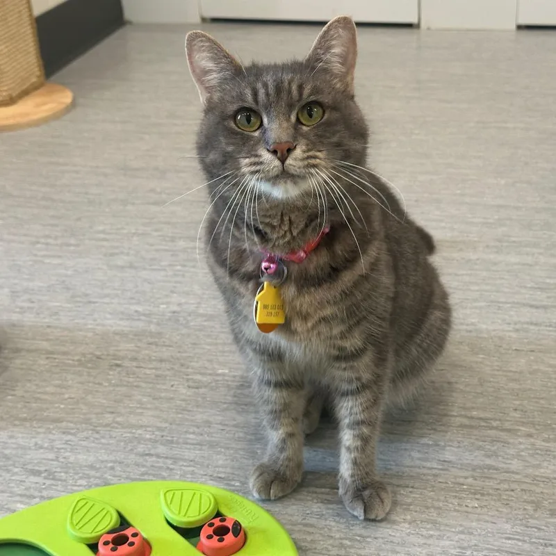 An adult medium-sized female American Shorthair cat named H Feebee for adoption in Port Washington, NY