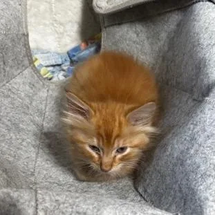 A baby small-sized male Orange / Red Domestic Medium Hair cat named Vector for adoption in Springfield, IL