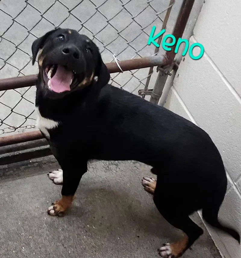Keno Terrific thumbnail 6