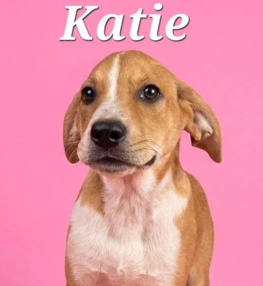 A baby small-sized female Labrador Retriever dog named Katie for adoption in Rutherfordton, NC