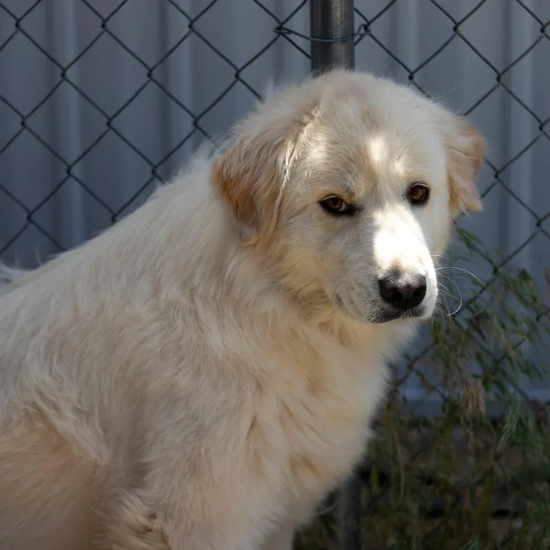 Fluffy