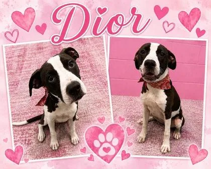 A baby medium-sized female Pit Bull Terrier dog named Dior for adoption in Seagoville, TX