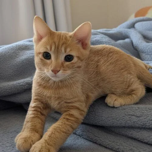 A baby small-sized male Tabby (Orange / Red) Domestic Short Hair cat named Simon for adoption in Tampa, FL