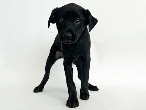 A baby small-sized female Terrier dog named Annie for adoption in Saint Louis, MO
