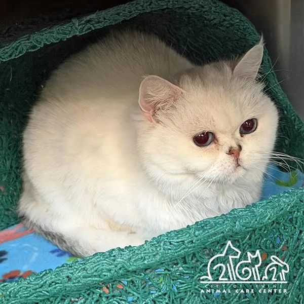 An adult medium-sized female British Shorthair cat named Miu Miu for adoption in Irvine, CA