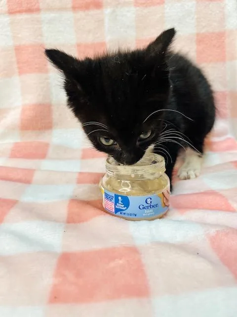 A baby small-sized female Black & White / Tuxedo American Shorthair cat named Cristall for adoption in Fort Pierce, FL