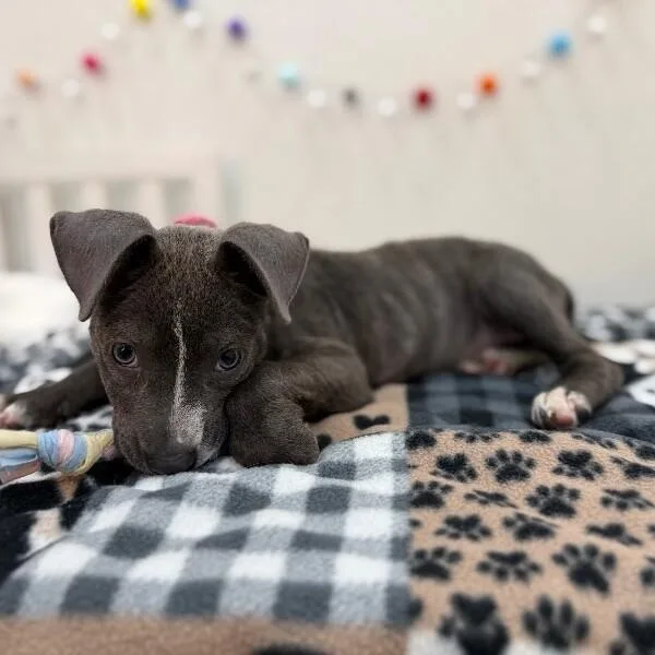 A baby medium-sized female Gray / Blue / Silver Pit Bull Terrier dog named Butterfly Pixie Dreams for adoption in Friendswood, TX