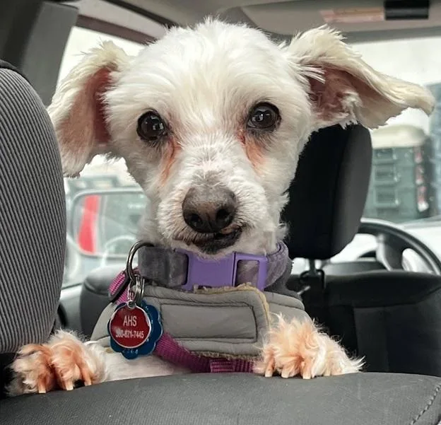 Eggnog Aka Eddie thumbnail 4