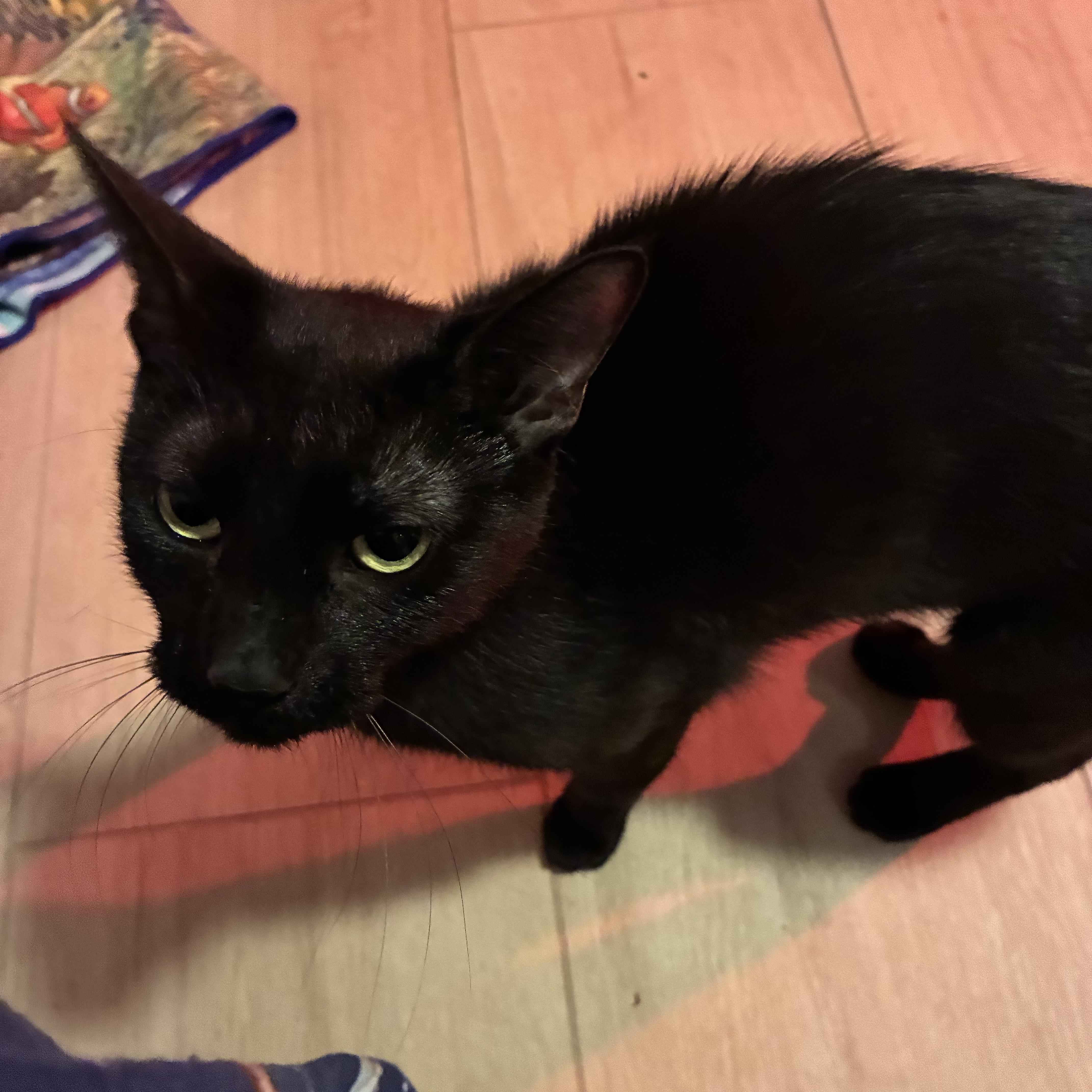 Nyx thumbnail 3
