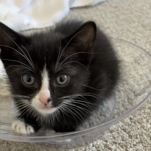 A baby small-sized female Black Domestic Short Hair cat named Pepper Engstrom for adoption in Eagle Mountain, UT