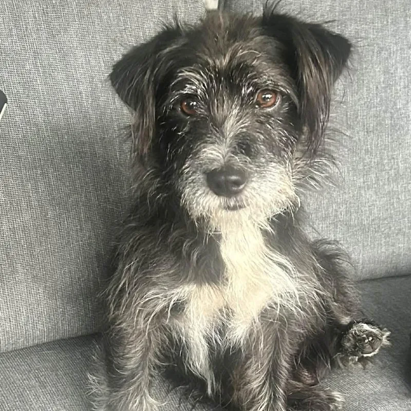 A young small-sized male Black Terrier dog named Figgy for adoption in Fort Lauderdale, FL