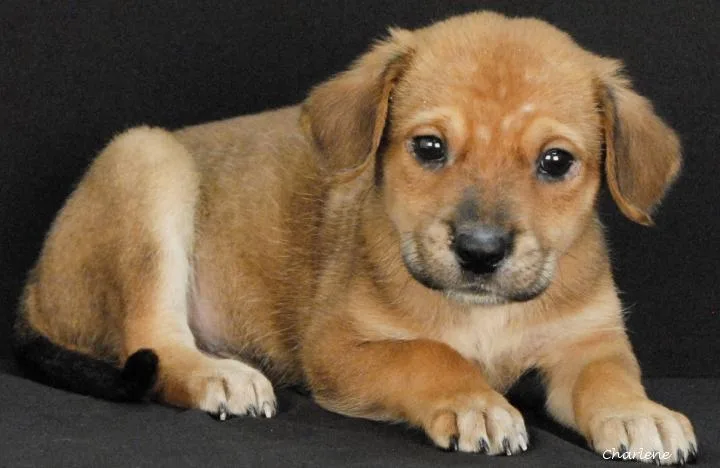 A baby medium-sized male Yellow / Tan / Blond / Fawn Hound dog named Shellhammer for adoption in Newland, NC