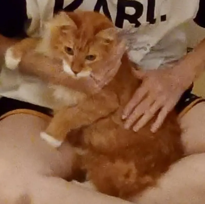 An adult medium-sized female Orange & White Domestic Medium Hair cat named Ginger for adoption in Hudson, NH