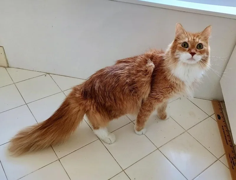Ginger thumbnail 2