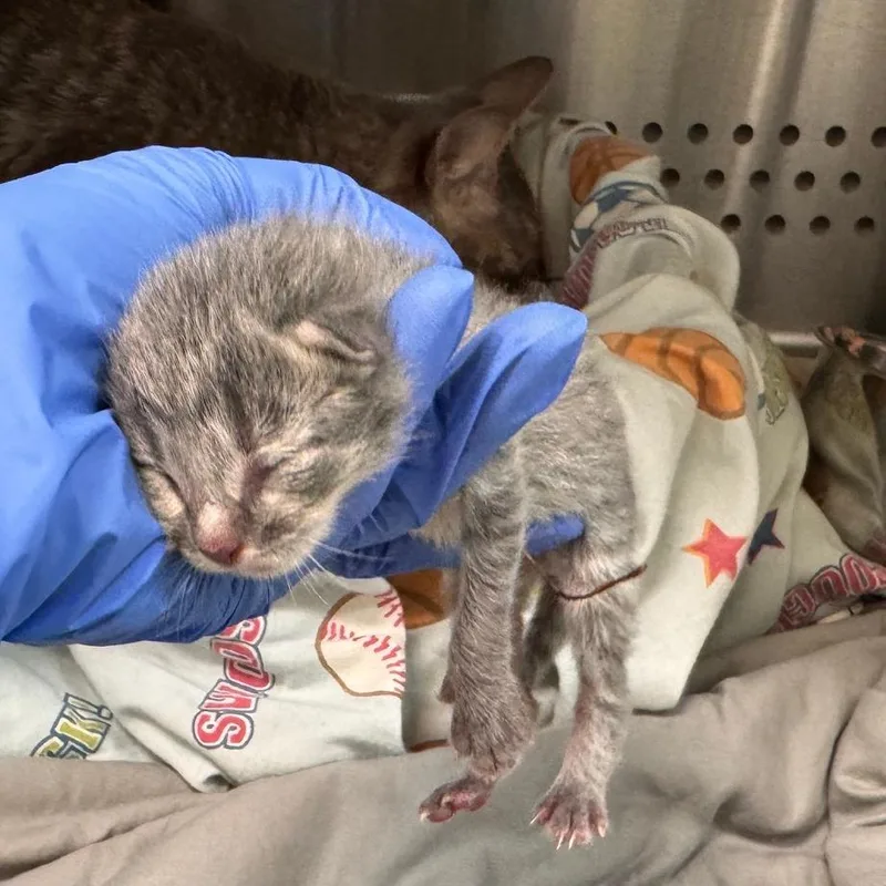 A baby small-sized male Gray / Blue / Silver Domestic Short Hair cat named Pony for adoption in Lynchburg, VA