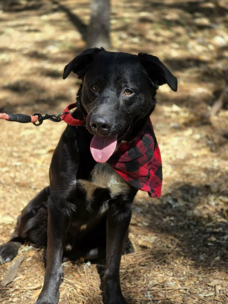 An adult medium-sized male Black Australian Shepherd dog named Double Dutch for adoption in Grants Pass, OR