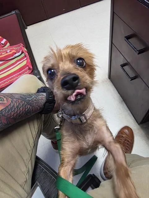 An adult small-sized male Mixed Breed dog named Rocky for adoption in Jacksonville, FL