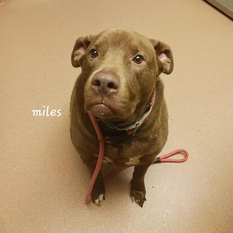 Miles thumbnail 5