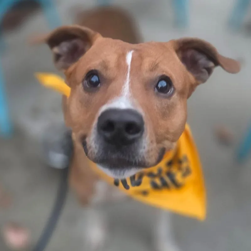 An adult medium-sized male Mixed Breed dog named Armand for adoption in Edwardsville, IL