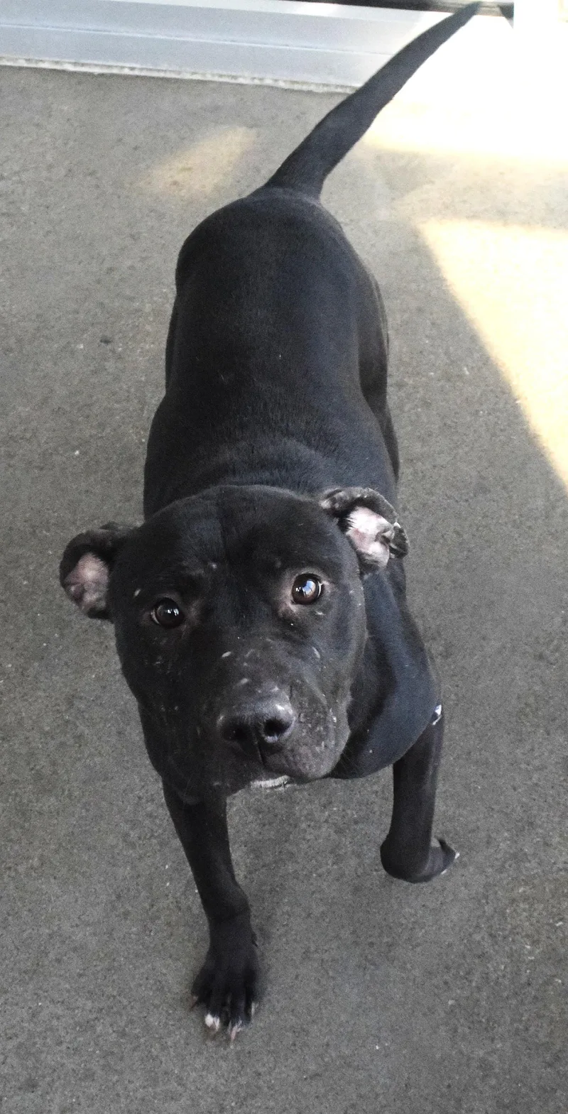 An adult medium-sized female Black Pit Bull Terrier dog named #21932 for adoption in Broken Arrow, OK