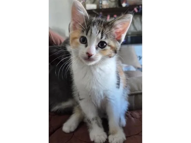 A baby small-sized female Domestic Short Hair cat named Hailey for adoption in Fort Wayne, IN