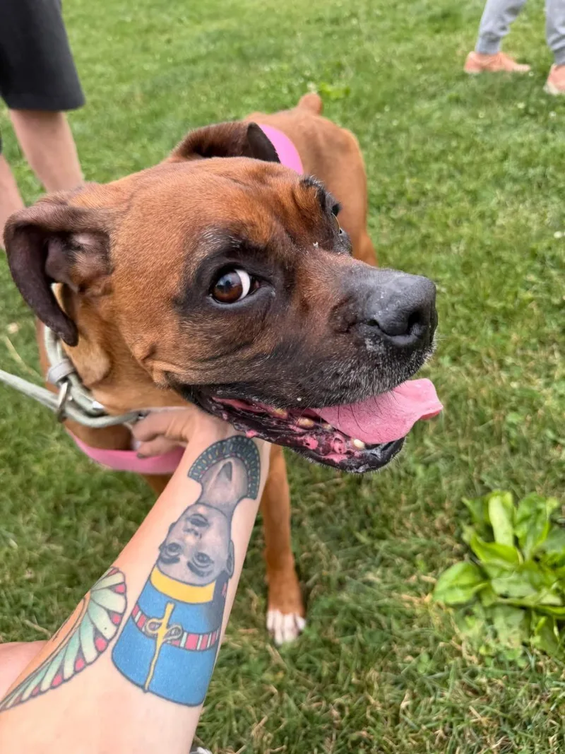 An adult medium-sized female Boxer dog named Celine for adoption in Rootstown, OH