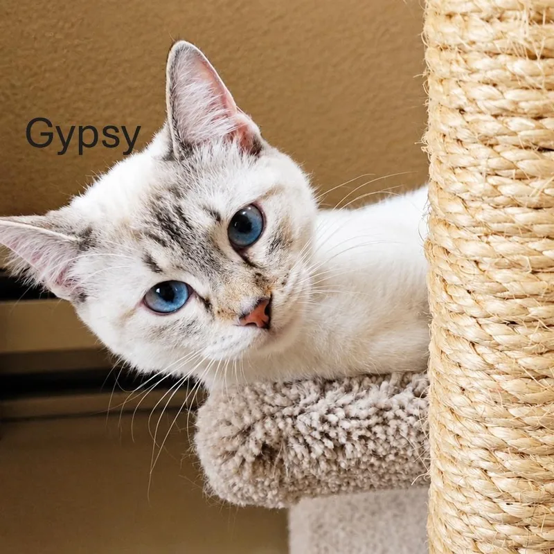 Gypsy thumbnail 2