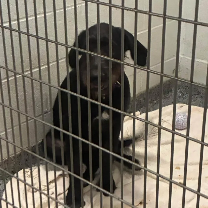 A young medium-sized male Mixed Breed dog named JASStray for adoption in Jeffersonville, IN