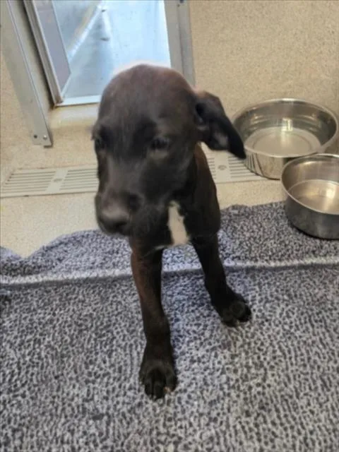 A baby small-sized female Giant Schnauzer dog named Moana for adoption in Tracy, CA