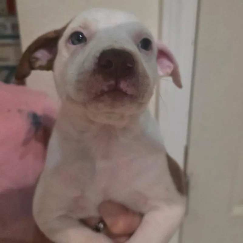 A baby medium-sized male Pit Bull Terrier dog named Oliver for adoption in Klamath Falls, OR