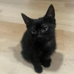 Winston