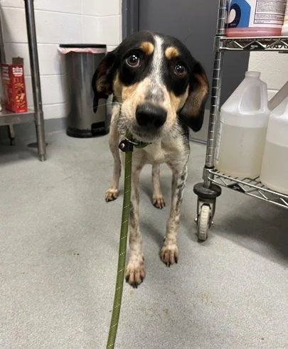 An adult medium-sized male Red / Chestnut / Orange Mixed Breed dog named Alcide for adoption in Raleigh, NC