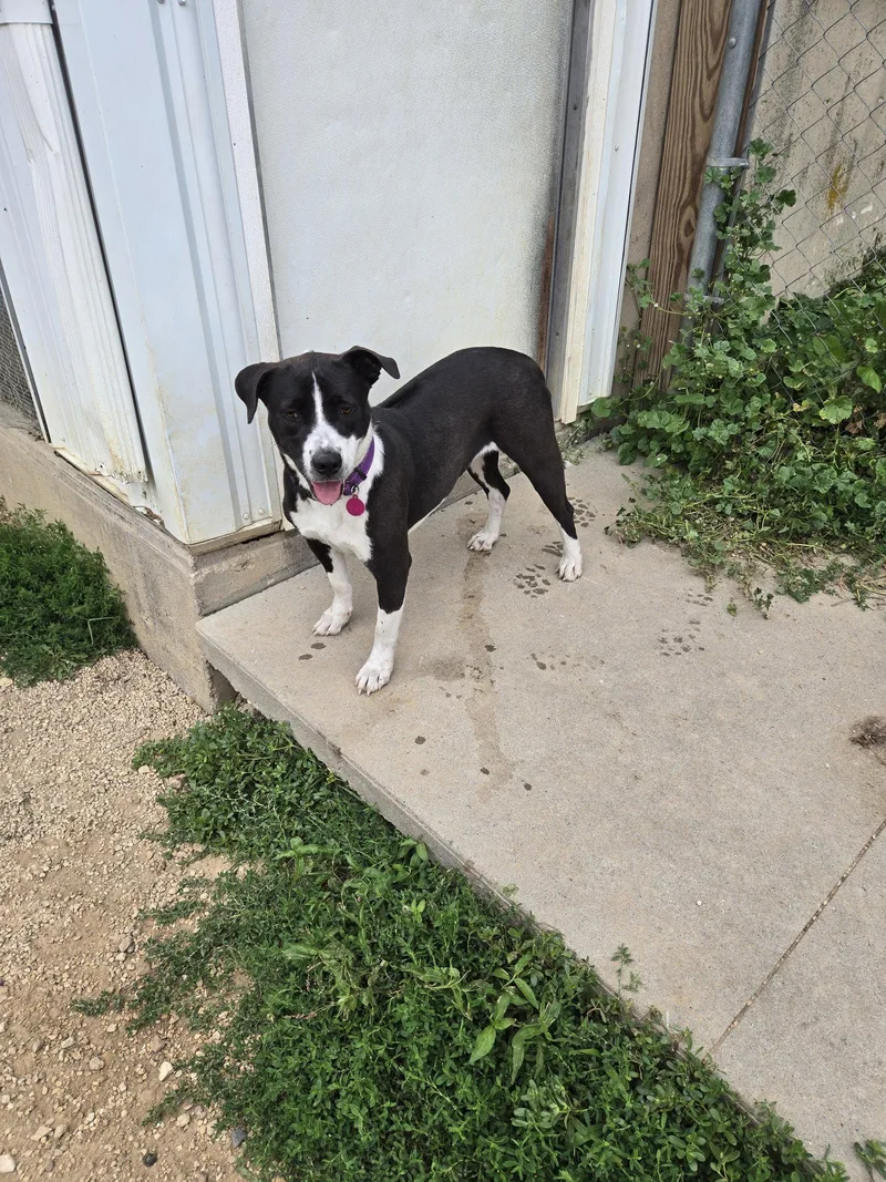 A young medium-sized female Black Labrador Retriever dog named Sun for adoption in Maquoketa, IA