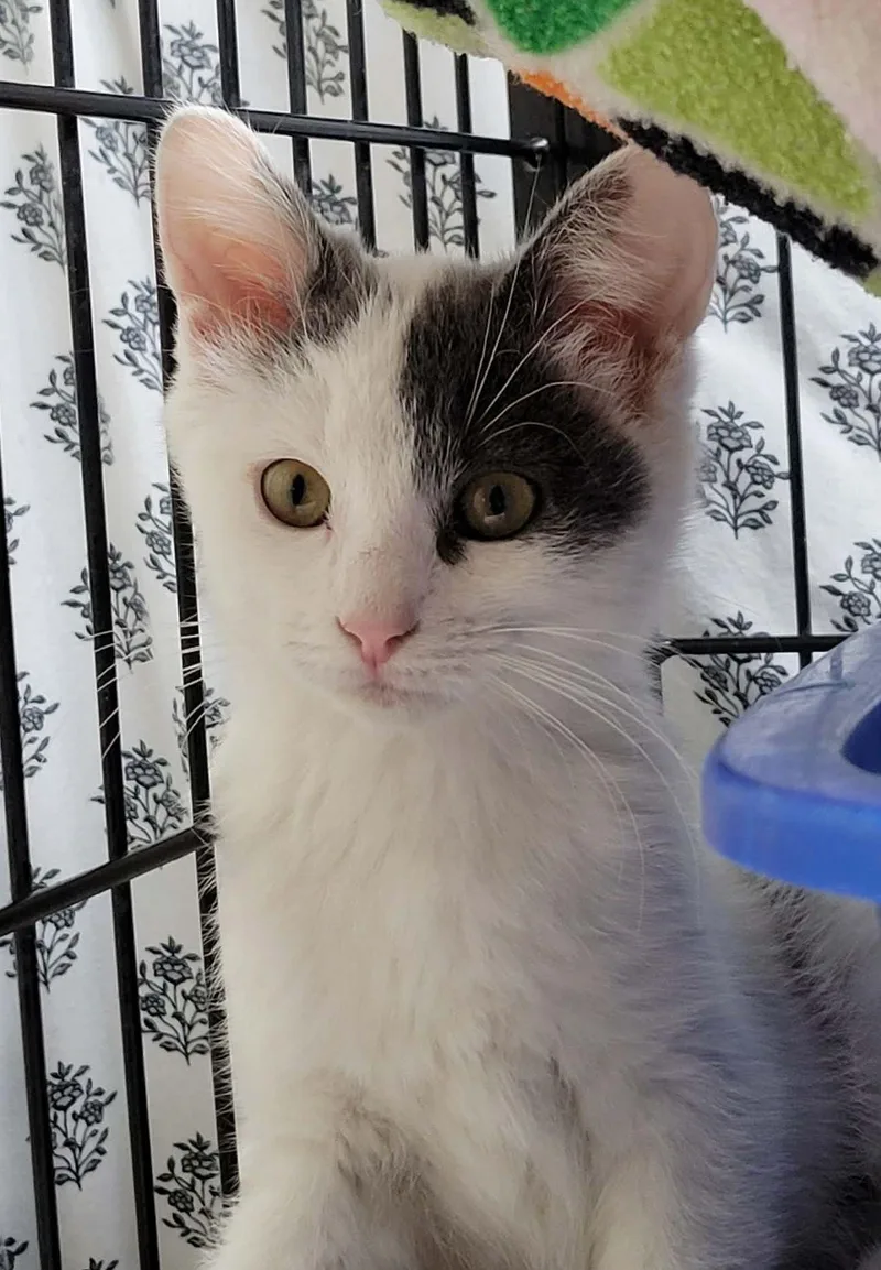 A baby medium-sized female Domestic Short Hair cat named Airheads for adoption in Portage, WI
