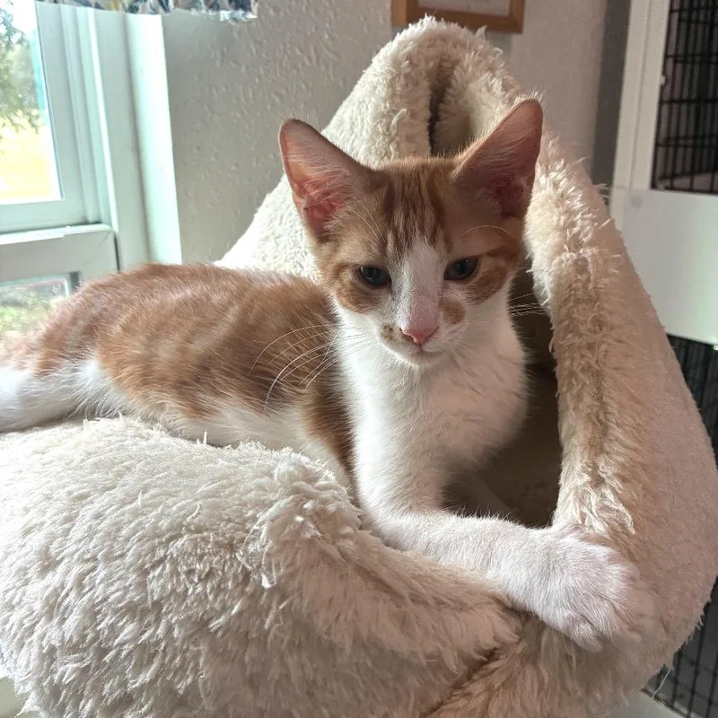 A baby small-sized male Orange / Red Domestic Short Hair cat named Razzle for adoption in Bulverde, TX