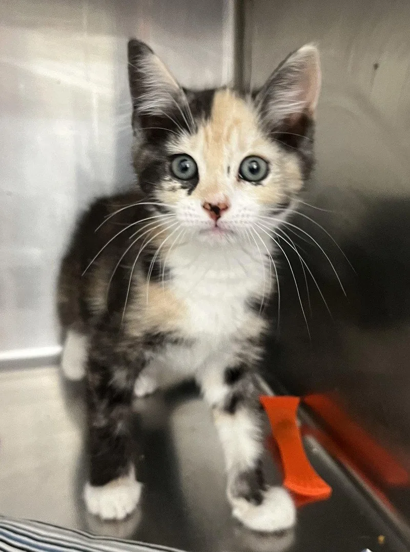 A young medium-sized female Tortoiseshell cat named Mai for adoption in Carrollton, GA