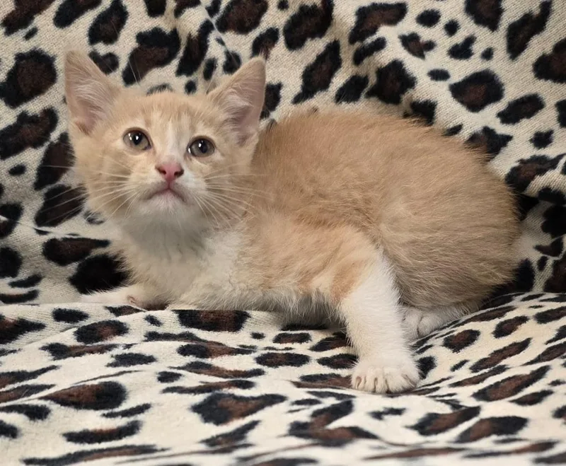 A baby small-sized male Domestic Short Hair cat named Chili for adoption in Murphysboro, IL
