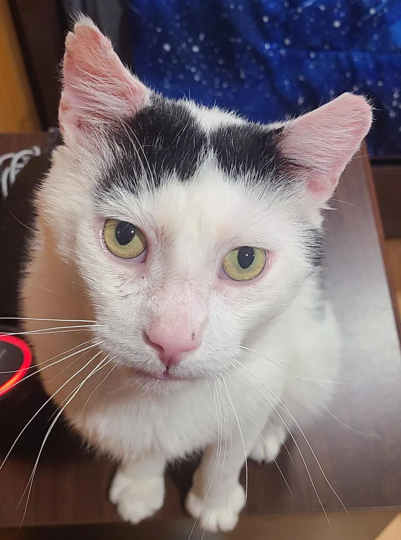 Elmerlap Cat! Fiv+ thumbnail 3